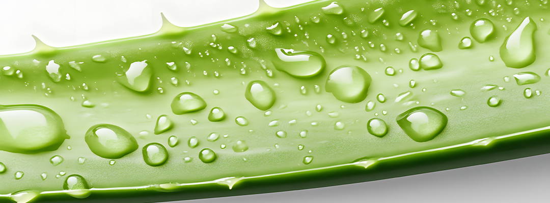 Nutrition → Aloe Vera Aloe Vera